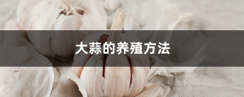 大蒜的养殖方法和注意事项大全 大蒜的养殖方法和注意事项大全