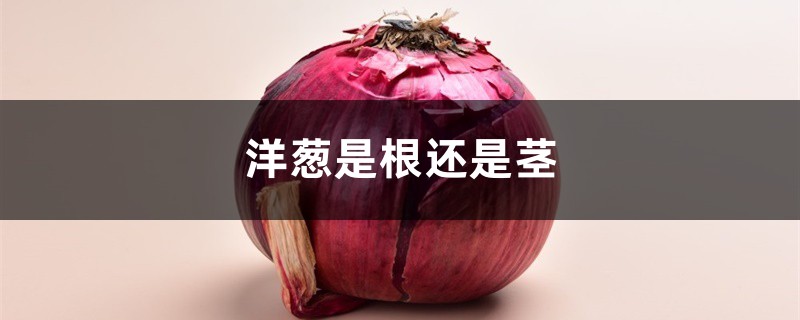 洋葱是根还是茎 洋葱是根还是茎