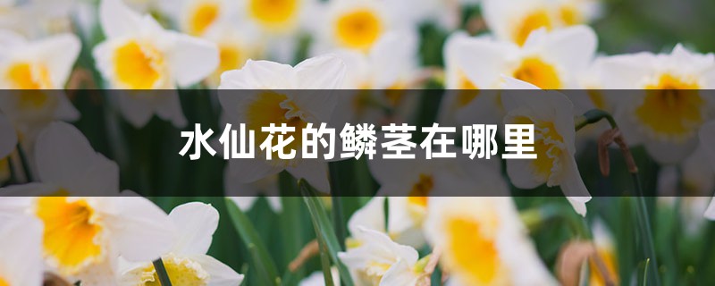 水仙花的鳞茎在哪里