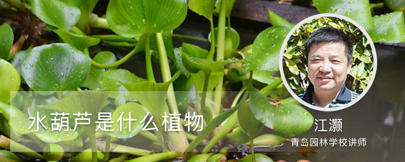水葫芦是什么植物 水葫芦是什么植物
