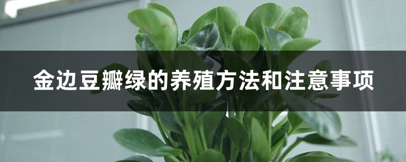 金边豆瓣绿的养殖方法和注意事项 金边豆瓣绿的养殖方法和注意事项