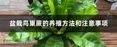 盆栽鸟巢蕨的养殖方法和注意事项