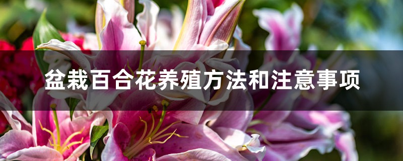 盆栽百合花养殖方法和注意事项