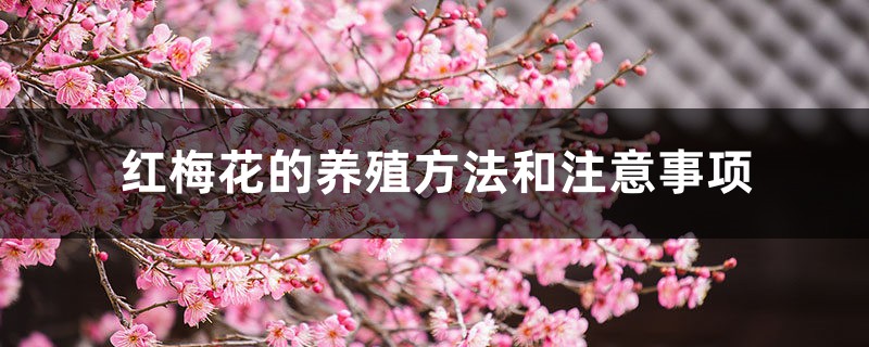 红梅花的养殖方法和注意事项 红梅花的养殖方法和注意事项