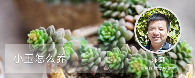 小玉怎么养 小玉怎么养