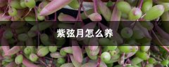 紫弦月怎么养