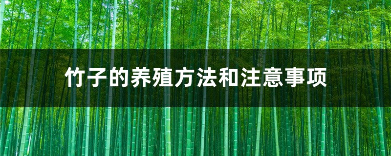 竹子的养殖方法和注意事项 竹子的养殖方法和注意事项