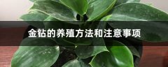 金钻的养殖方法和注意事项