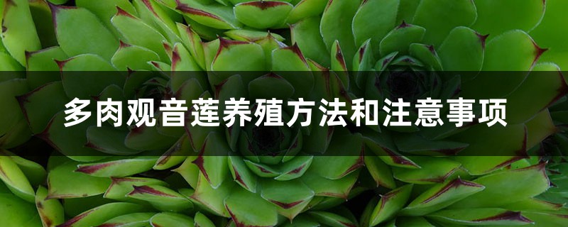 多肉观音莲养殖方法和注意事项 多肉观音莲养殖方法和注意事项
