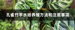 孔雀竹芋水培养殖方法和注意事项