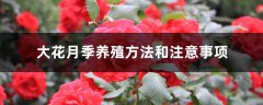 大花月季养殖方法和注意事项