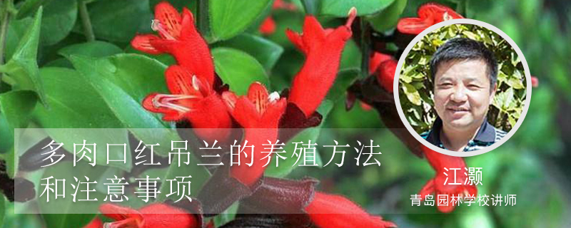 多肉口红吊兰的养殖方法和注意事项 多肉口红吊兰的养殖方法和注意事项