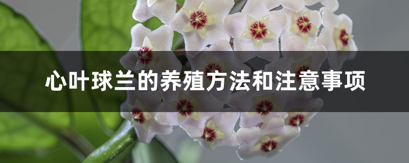 心叶球兰的养殖方法和注意事项 心叶球兰的养殖方法和注意事项