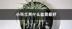 小吊兰用什么盆栽最好