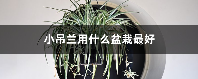 小吊兰用什么盆栽最好 小吊兰用什么盆栽最好