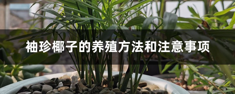 袖珍椰子的养殖方法和注意事项