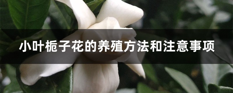 小叶栀子花的养殖方法和注意事项 小叶栀子花的养殖方法和注意事项