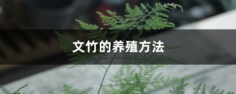 文竹的养殖方法 文竹的养殖方法