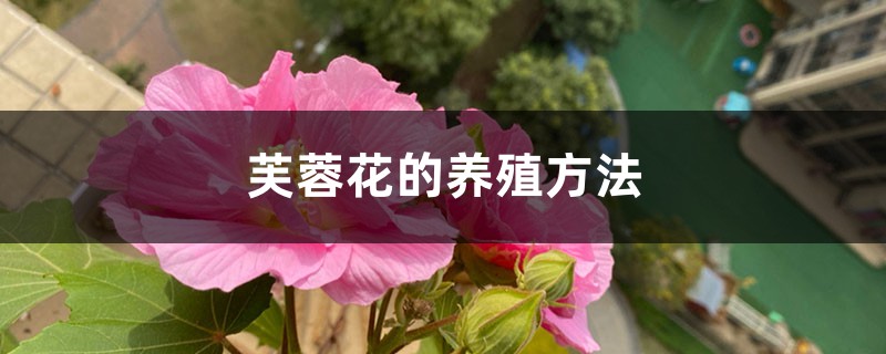 芙蓉花的养殖方法 芙蓉花的养殖方法