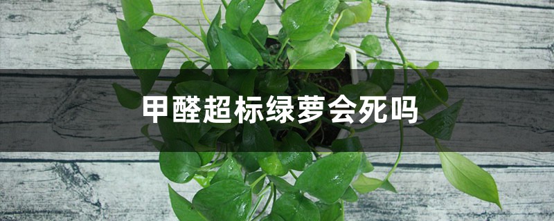 甲醛超标绿萝会死吗 甲醛超标绿萝会死吗
