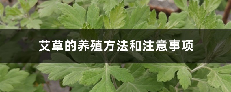 艾草的养殖方法和注意事项