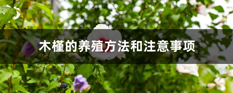 木槿的养殖方法和注意事项 木槿的养殖方法和注意事项