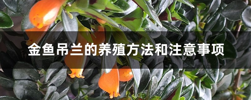 金鱼吊兰的养殖方法和注意事项 金鱼吊兰的养殖方法和注意事项