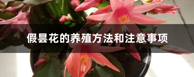 假昙花的养殖方法和注意事项 假昙花的养殖方法和注意事项