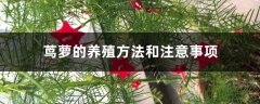 茑萝的养殖方法和注意事项