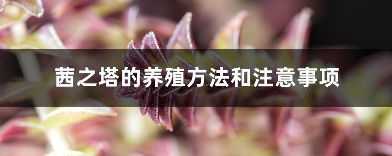 茜之塔的养殖方法和注意事项