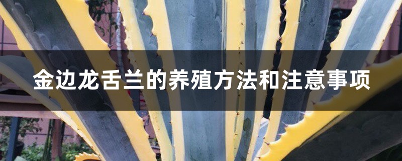 金边龙舌兰的养殖方法和注意事项 金边龙舌兰的养殖方法和注意事项