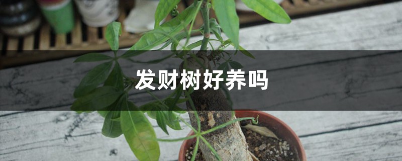 发财树好养吗