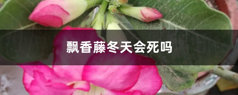 飘香藤冬天会死吗