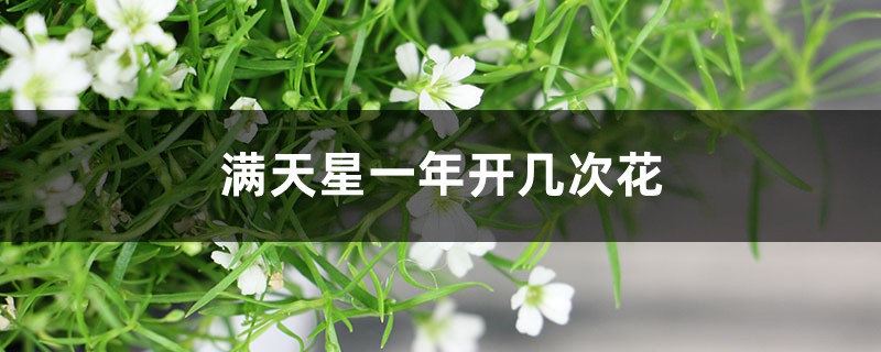 满天星一年开几次花