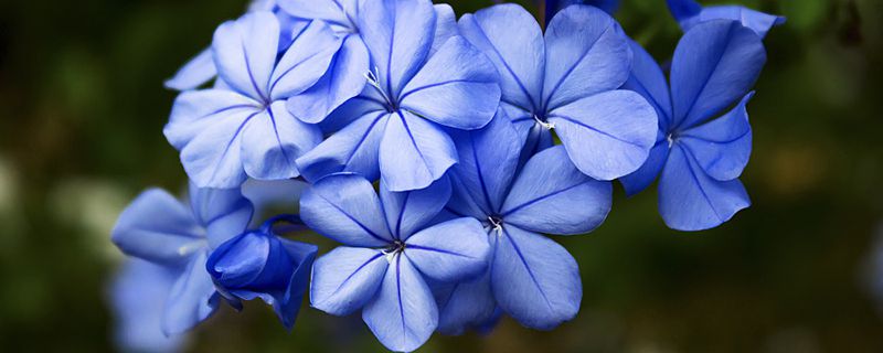 世界上花语最冷漠的花 世界上花语最冷漠的花