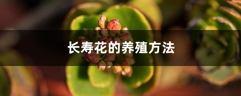 长寿花的养殖方法,什么时候开花 长寿花的养殖方法,什么时候开花
