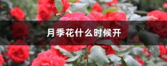 月季花什么时候开