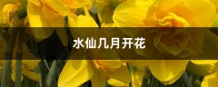 水仙几月开花