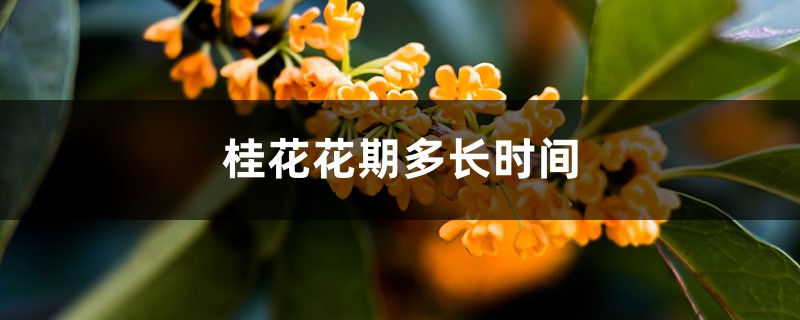 桂花花期多长时间 桂花花期多长时间