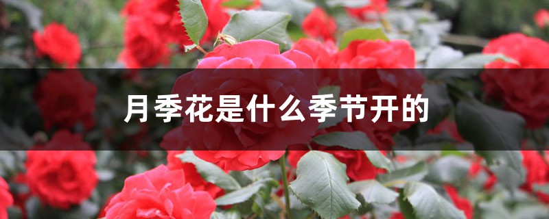 月季花是什么季节开的 月季花是什么季节开的