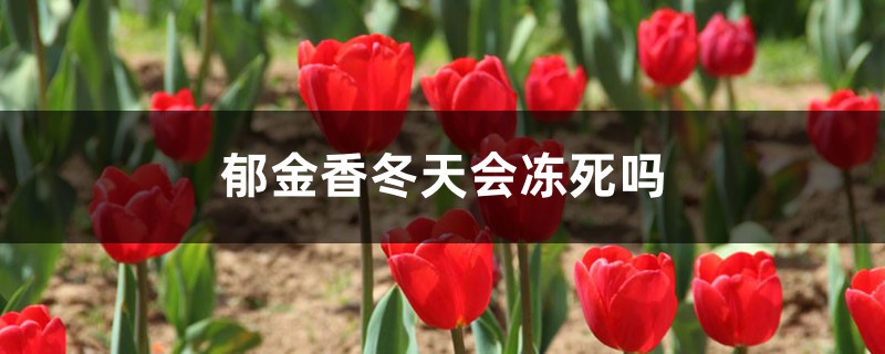 郁金香冬天会冻死吗 郁金香冬天会冻死吗