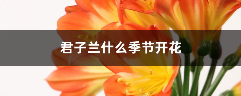 君子兰什么季节开花