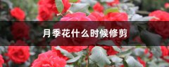 月季花什么时候修剪