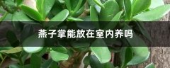 燕子掌能放在室内养吗