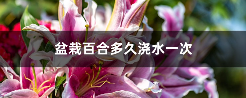盆栽百合多久浇水一次 盆栽百合多久浇水一次