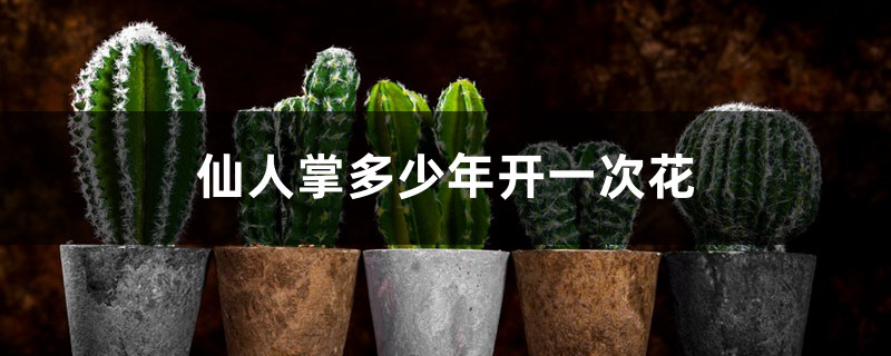 仙人掌多少年开一次花 仙人掌多少年开一次花