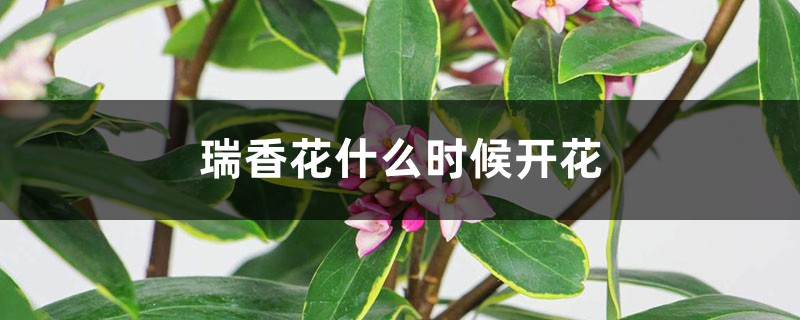 瑞香花什么时候开花