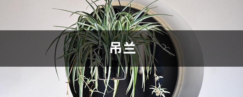 吊兰还分这“3种”，叶子茂盛花开得旺，赶紧养一盆！