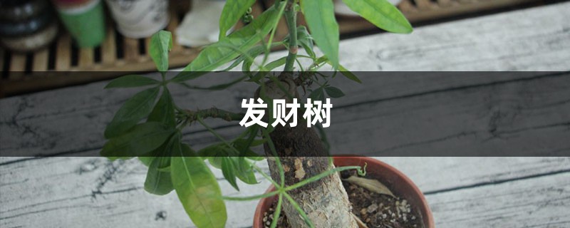 这“4种”旺运树，养在家里样子好，比“发财树”强好几倍！