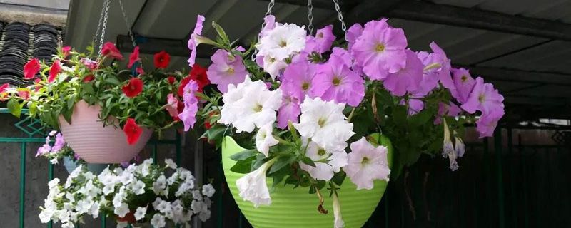 打碗花与牵牛花的区别 打碗花与牵牛花的区别
